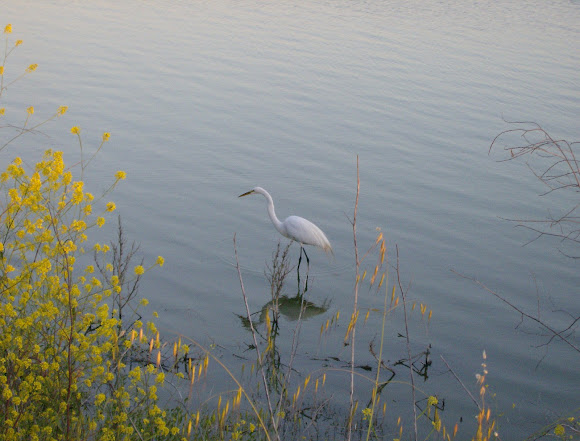 Spotting Image 1