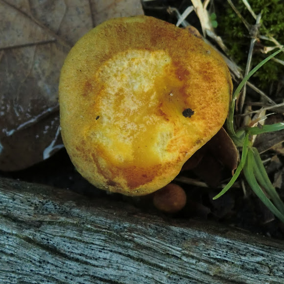 Spotting Image 1