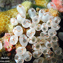 Painted Sea Squirt