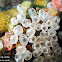 Painted Sea Squirt