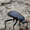 Darkling beetle