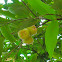 Jambu air / Water apple