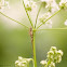 Common Stretch Spider