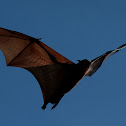 Flying foxes