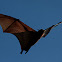 Flying foxes