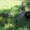Sandhill Cranes and Turkey Vultures