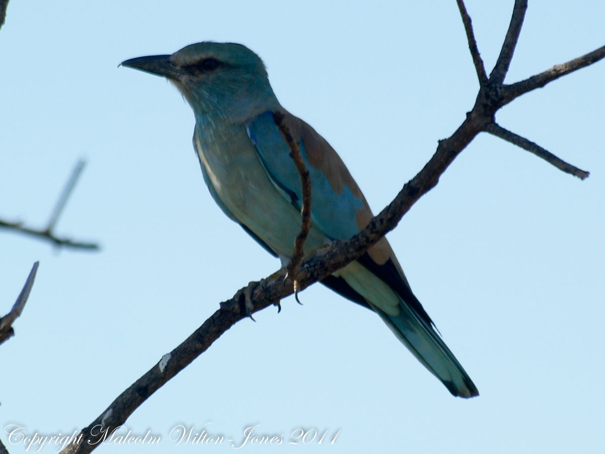 European Roller