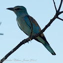 European Roller