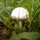 Destroying angel