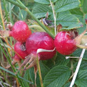 Wild Rosa Rugosa