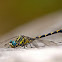 Libélula (Large pincertail)