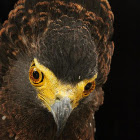 Philippine Serpent Eagle