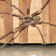 Wolf Spider