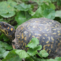 Eastern Box Turtle (female)