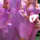 Tulip