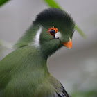 White-cheeked Turaco