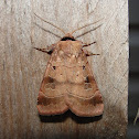 Pale-banded Dart Moth