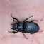 Stag beetle