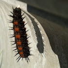 Mourning Cloak Butterfly