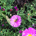 Western honey bee (Abeja)