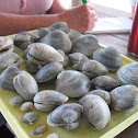 Hard Shell Clams