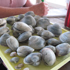 Hard Shell Clams