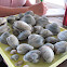 Hard Shell Clams