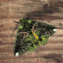 Ennominae, Geometridae