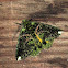 Ennominae, Geometridae
