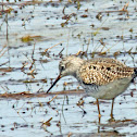 Greater Yellowlegs