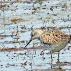 Greater Yellowlegs