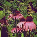 Eastern Tiger Swallowtail