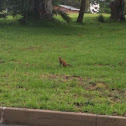 Slender mongoose