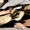 Golden-banded Skipper