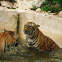 Bengal tiger