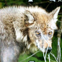 Grey Wolf