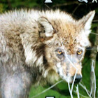 Grey Wolf
