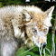Grey Wolf