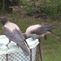 Hooded Crow