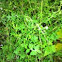 Thyme