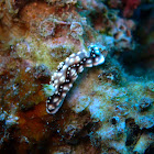 Geometric nudibranch