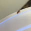 Fruit fly