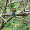 Turquoise-browed Motmot