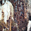 Termite