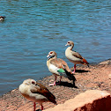 Egyptian Goose