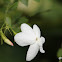 Spanish jasmine