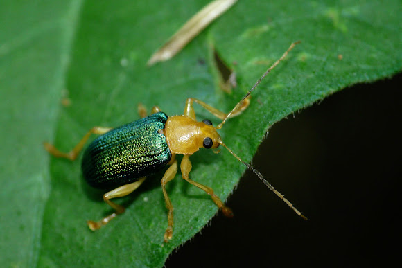 Spotting Image 1