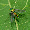 Long Legged Fly