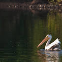 american white pelican