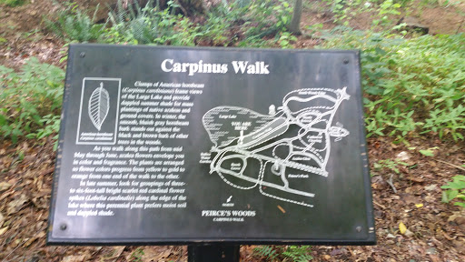 Carpinus Walk